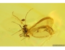 Nice Winged Coccid, Coccoidea. Fossil insect in Baltic amber #14177