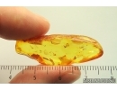 Nice Winged Coccid, Coccoidea. Fossil insect in Baltic amber #14177