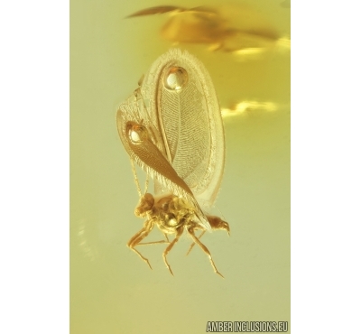 Nice Winged Coccid Coccoidea. Fossil insect in Baltic amber #14178