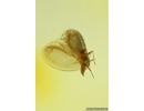 Nice Winged Coccid Coccoidea. Fossil insect in Baltic amber #14178