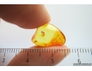 Nice Winged Coccid Coccoidea. Fossil insect in Baltic amber #14178