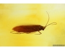 Nice Caddisfly Trichoptera. Fossil insect Baltic amber #14181