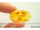 Nice Caddisfly Trichoptera. Fossil insect Baltic amber #14181