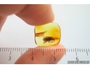 Nice Caddisfly Trichoptera. Fossil insect Baltic amber #14182
