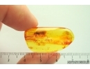 Nice Caddisfly Trichoptera. Fossil insect Baltic amber #14183