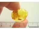 Nice Caddisfly Trichoptera. Fossil insect in Ukrainian Rovno amber #14184R