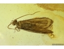 Nice Caddisfly Trichoptera. Fossil insect in Ukrainian Rovno amber #14184R