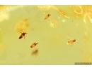 Nice Caddisfly Trichoptera and More. Fossil inclusions Ukrainian Rovno amber #14185R
