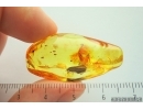 Nice Caddisfly Trichoptera and More. Fossil inclusions Ukrainian Rovno amber #14185R