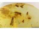 6 Caddisflies Trichoptera and More. Fossil inclusions Ukrainian Rovno amber #14186R