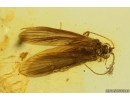 6 Caddisflies Trichoptera and More. Fossil inclusions Ukrainian Rovno amber #14186R