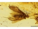 6 Caddisflies Trichoptera and More. Fossil inclusions Ukrainian Rovno amber #14186R