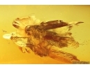 Nice Moth Lepidoptera. Fossil inclusion Baltic amber stone #14187