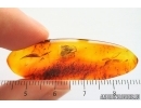 Nice Moth Lepidoptera. Fossil inclusion Baltic amber stone #14187