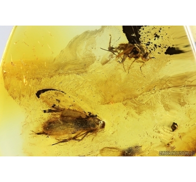 Moth Lepidoptera and More. Fossil inclusions Baltic amber stone #14188