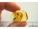Moth Lepidoptera and More. Fossil inclusions Baltic amber stone #14188