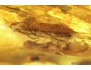 Moth Lepidoptera and More. Fossil inclusions Baltic amber stone #14189