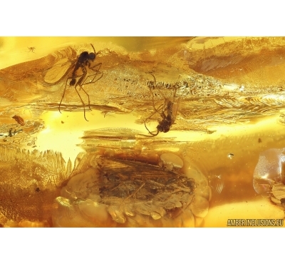 Moth Lepidoptera and More. Fossil inclusions Baltic amber stone #14189