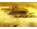 Moth Lepidoptera and More. Fossil inclusions Baltic amber stone #14189