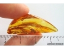 Moth Lepidoptera and More. Fossil inclusions Baltic amber stone #14189