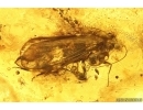 Moth Lepidoptera and 2 Daddisflies. Fossil inclusions Baltic amber stone #14190