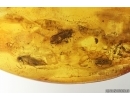 Moth Lepidoptera and 2 Daddisflies. Fossil inclusions Baltic amber stone #14190