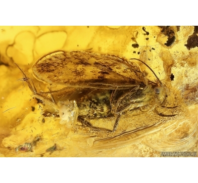Moth Lepidoptera and 2 Daddisflies. Fossil inclusions Baltic amber stone #14190