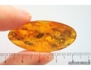 Moth Lepidoptera and 2 Daddisflies. Fossil inclusions Baltic amber stone #14190