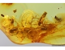 Caterpillac Case,  Ants and More. Fossil inclusions Baltic amber #14191