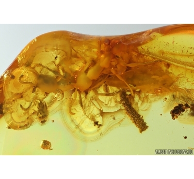 Caterpillac Case,  Ants and More. Fossil inclusions Baltic amber #14191