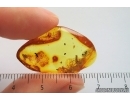 Caterpillac Case,  Ants and More. Fossil inclusions Baltic amber #14191