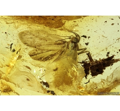 Nice Moth Lepidoptera. Fossil inclusion Ukrainian Rovno amber #14192R