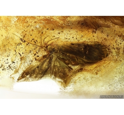 Big 15mm Moth Lepidoptera. Fossil inclusion Ukrainian Rovno amber #14193R