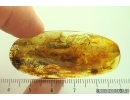 Big 15mm Moth Lepidoptera. Fossil inclusion Ukrainian Rovno amber #14193R
