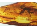 Action! Crane fly Limoniidae with Parasitic Fungi! Fossil insect in Baltic amber #14194