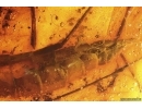 Action! Crane fly Limoniidae with Parasitic Fungi! Fossil insect in Baltic amber #14194