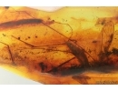 Action! Crane fly Limoniidae with Parasitic Fungi! Fossil insect in Baltic amber #14194