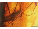 Action! Crane fly Limoniidae with Parasitic Fungi! Fossil insect in Baltic amber #14194