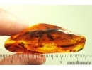 Action! Crane fly Limoniidae with Parasitic Fungi! Fossil insect in Baltic amber #14194