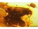 Caddisfly Trichoptera. Fossil insect Baltic amber #14195