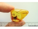 Caddisfly Trichoptera. Fossil insect Baltic amber #14195