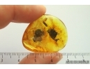 Caddisfly Trichoptera and More. Fossil insects Baltic amber #14196