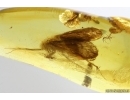 Caddisfly Trichoptera and More. Fossil insects Baltic amber #14197