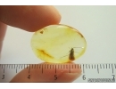 Nice Caddisfly Trichoptera. Fossil insect in Ukrainian Rovno amber #14198R