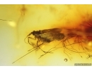 Mammalian hair and Gnats. Fossil inclusions in Baltic amber #14199