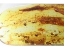 Mammalian hair and Gnats. Fossil inclusions in Baltic amber #14199