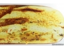 Mammalian hair and Gnats. Fossil inclusions in Baltic amber #14199