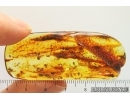Mammalian hair and Gnats. Fossil inclusions in Baltic amber #14199