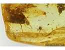 Mammalian hair, Caddisfly Trichoptera and More. Fossil inclusions Ukrainian Rovno amber #14200R