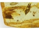 Mammalian hair, Caddisfly Trichoptera and More. Fossil inclusions Ukrainian Rovno amber #14200R